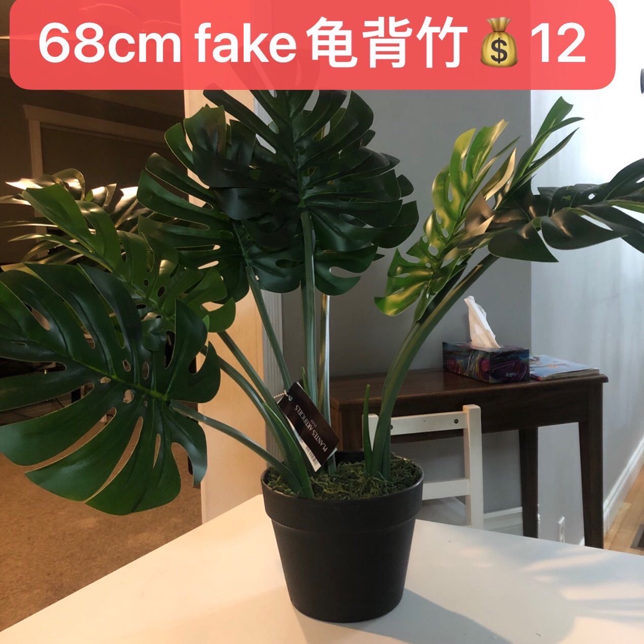 Fake龟背竹