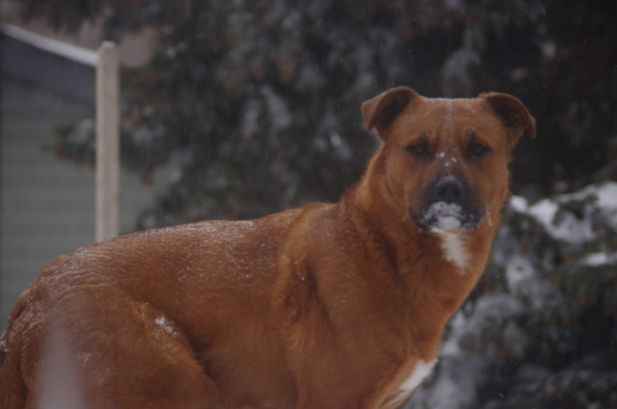 给狗狗找新家～ - 2