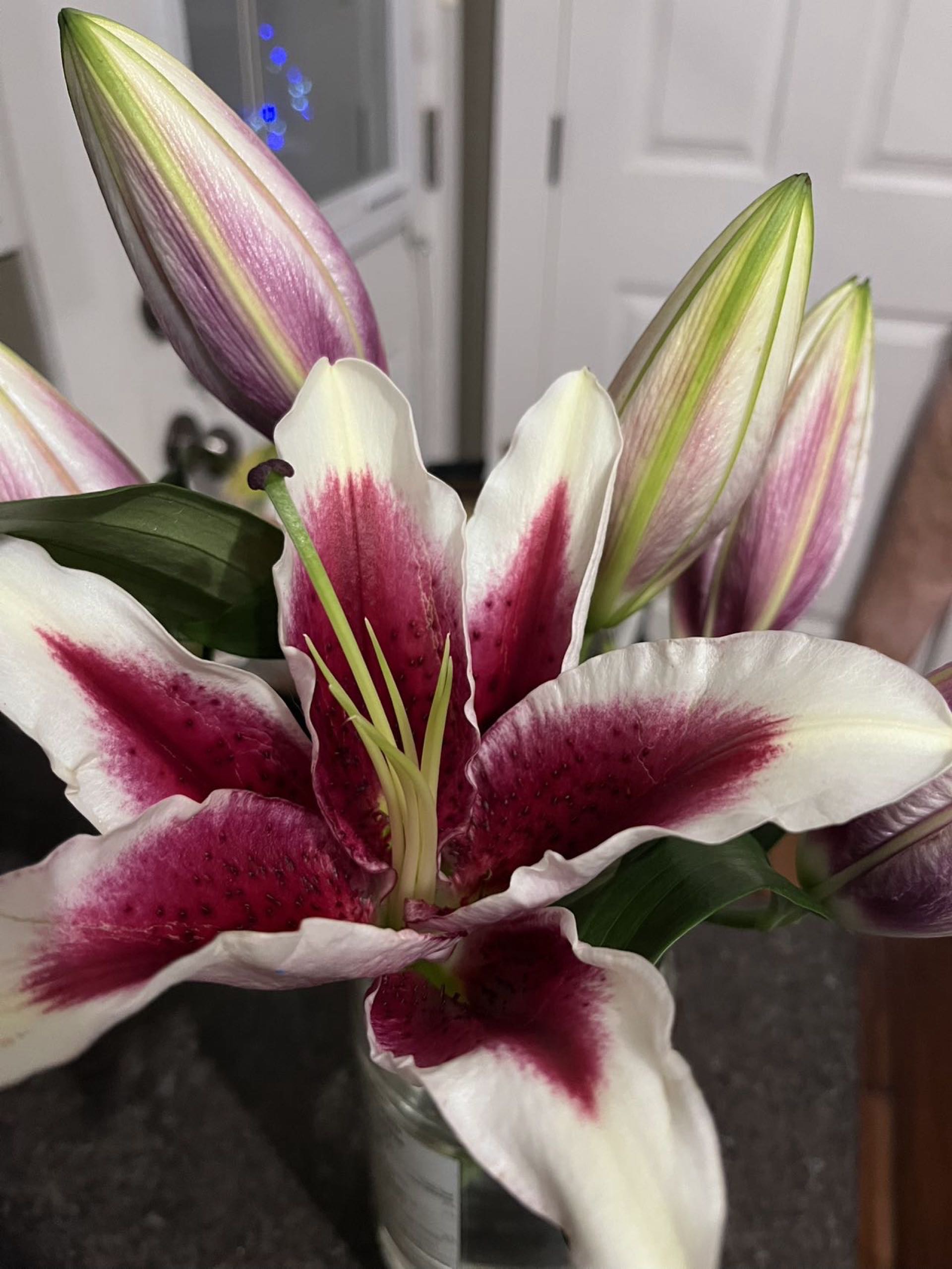 求租Willowgrove 社区的townhouse或者独栋，6月入住