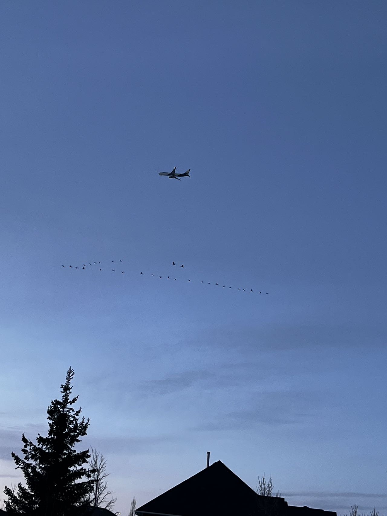 求租两室，在Willowgrove 和百年高中中间。