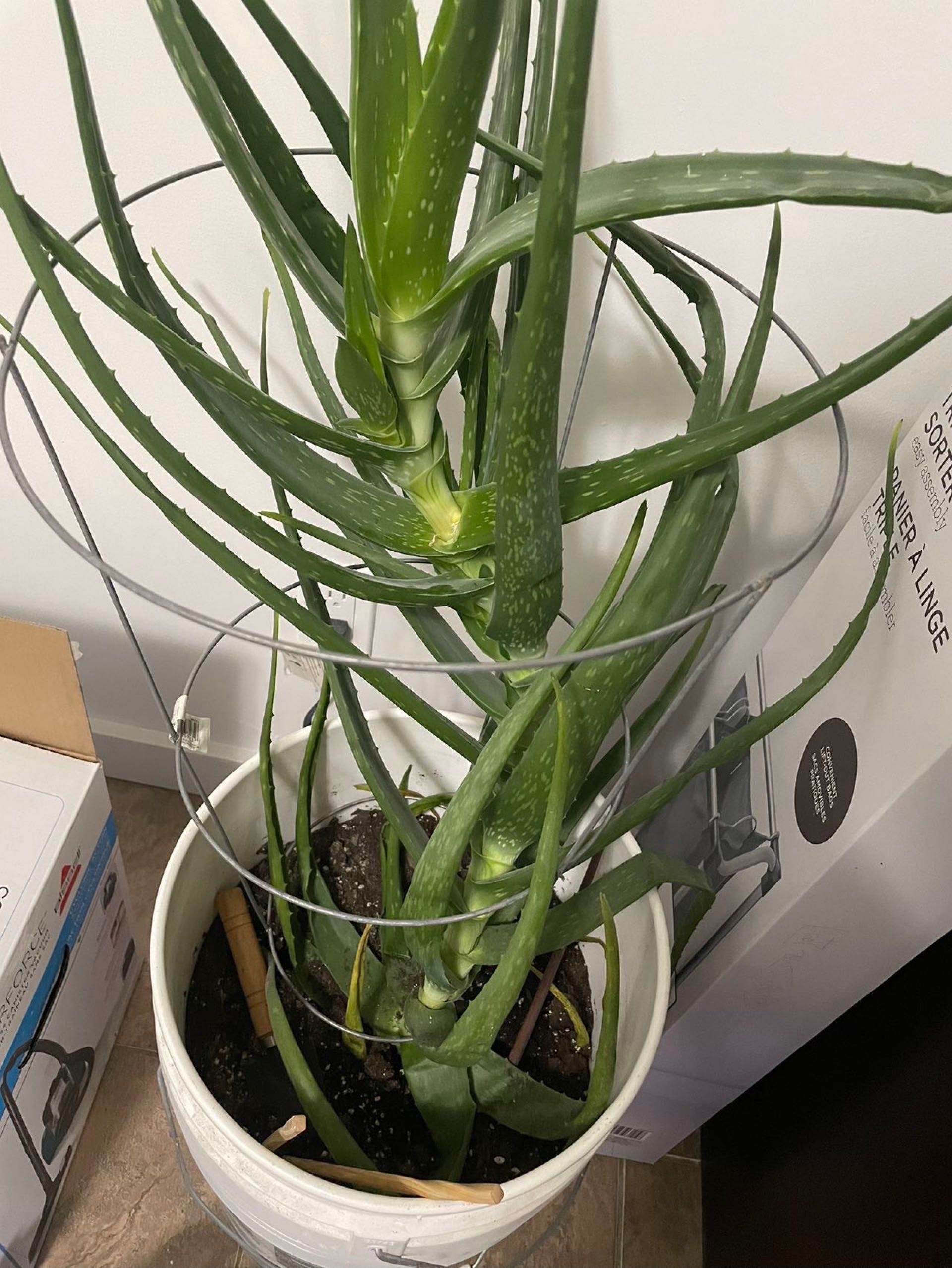 Aloe plant （芦荟花）