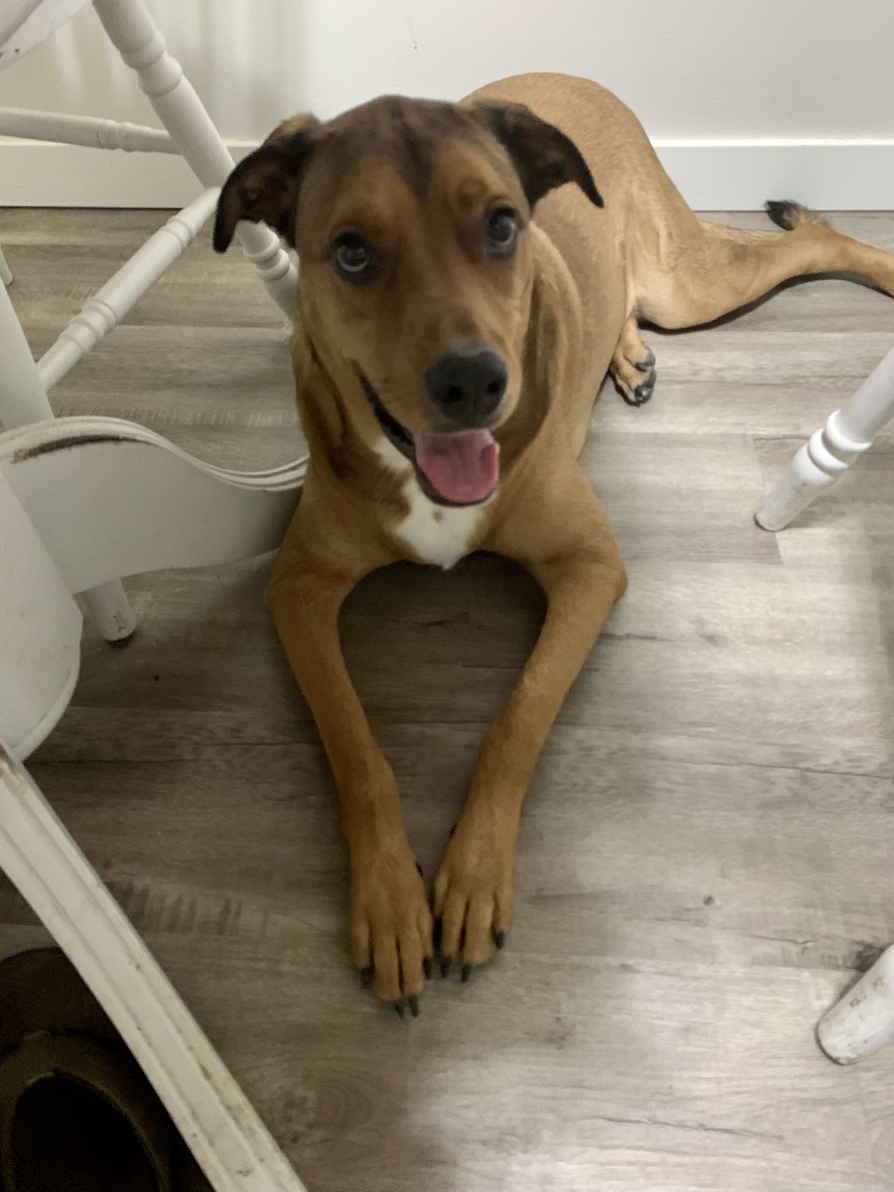 找一个狗狗寄养