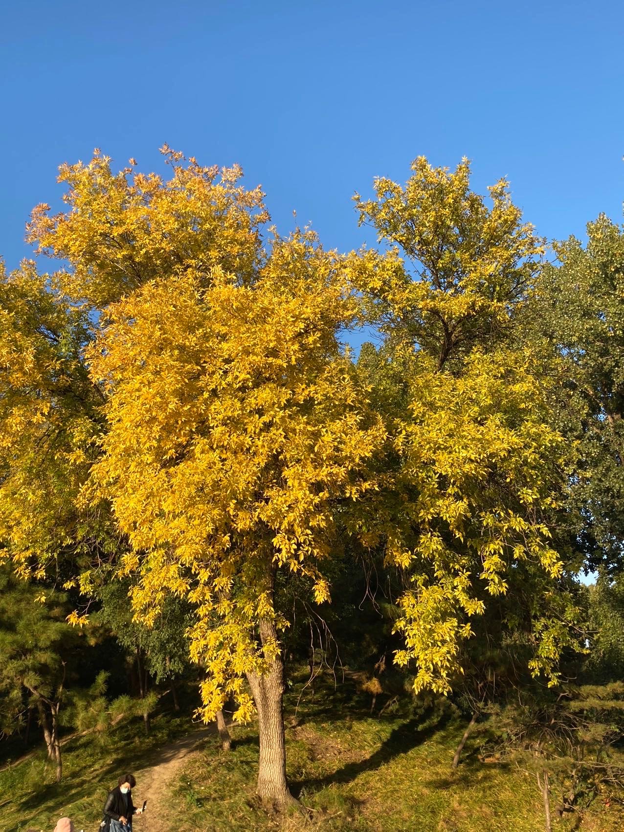 求长租stonebridge、arbor creek或willgrove 公寓或townhouse