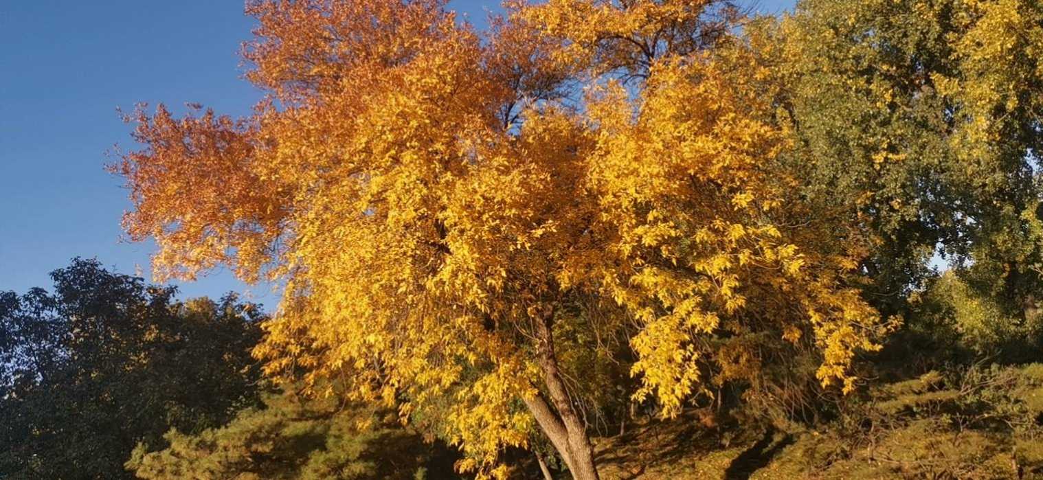 求租一室一厅公寓