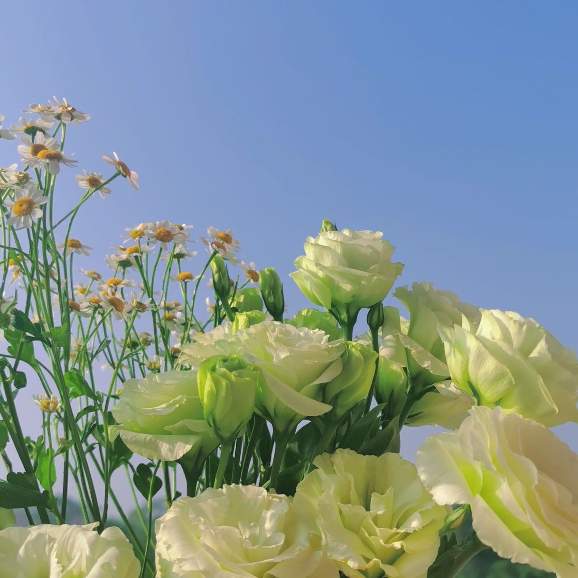 7月27日至11月2日，女生，求短租