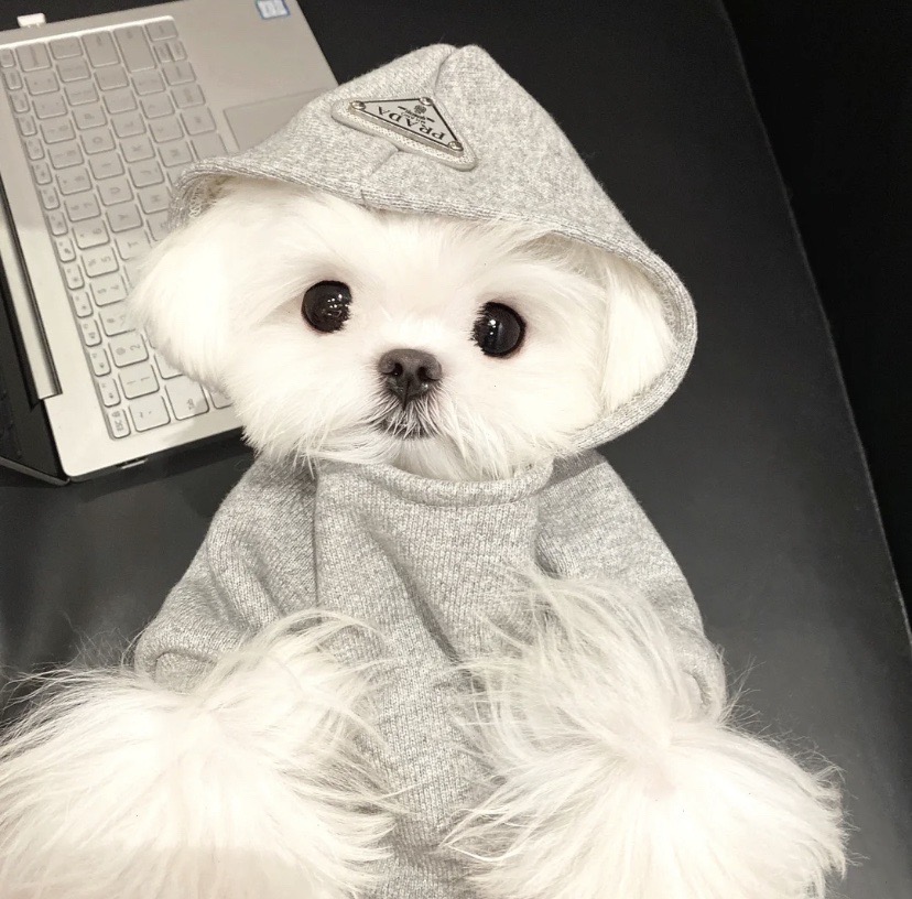 寻找爱心人士领养狗狗