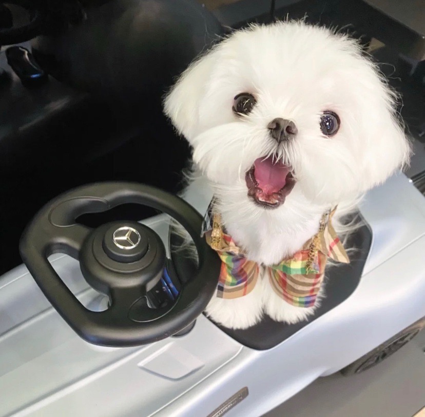 寻找爱心人士收养狗狗