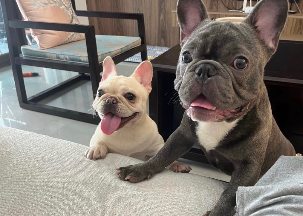 免费赠送两只法斗