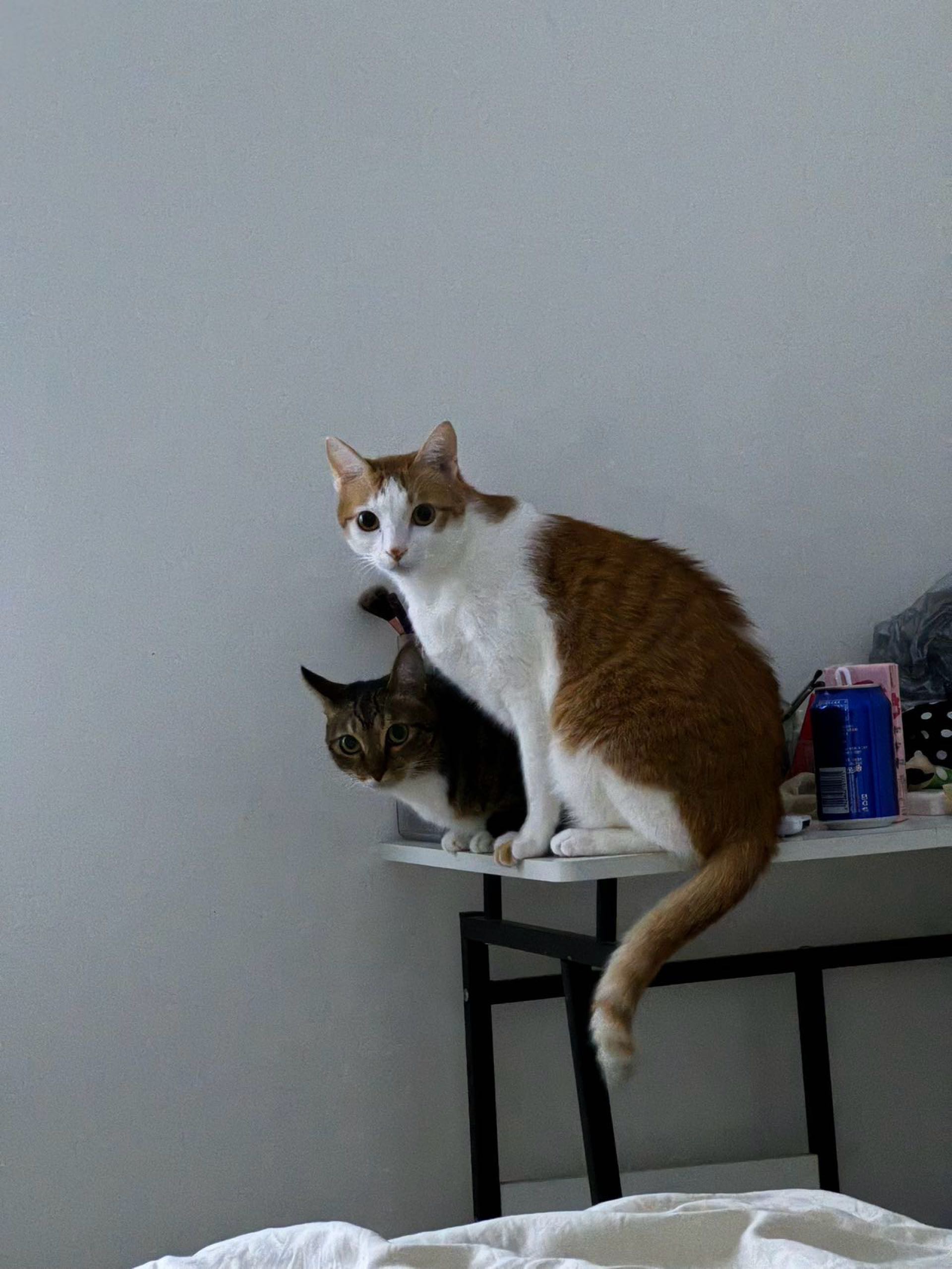 女生带猫十二月落地里贾纳求租