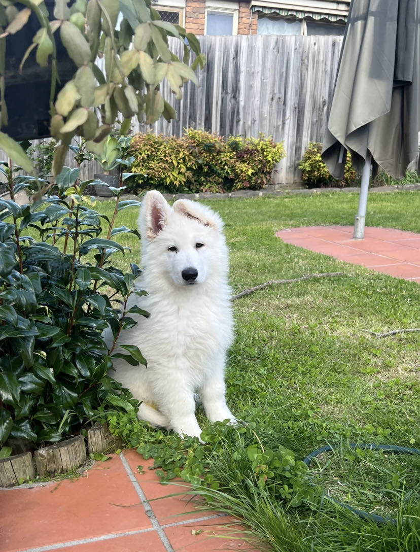 招聘看房子和照顾狗狗的阿姨，要求有照顾宠物的经验。