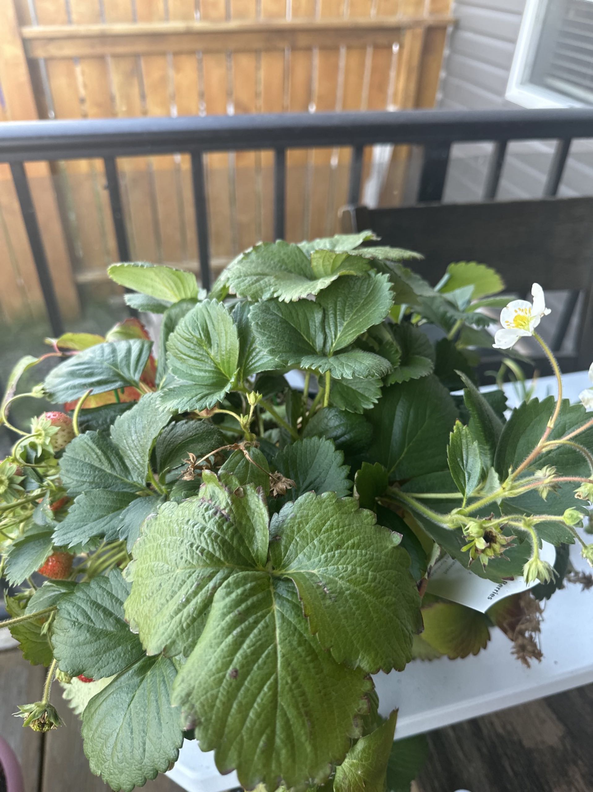 求租Briarwood 独立屋，有家具更好！价格面议！