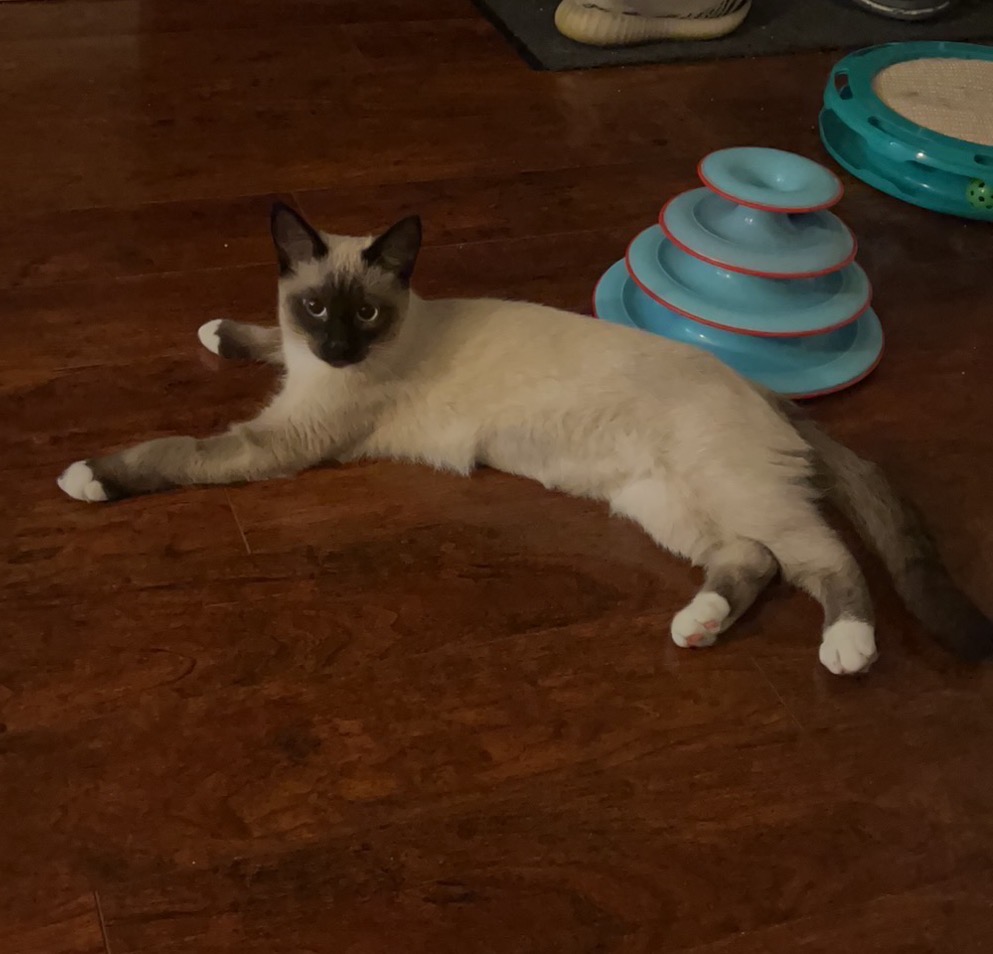 白手套暹罗猫 - 2