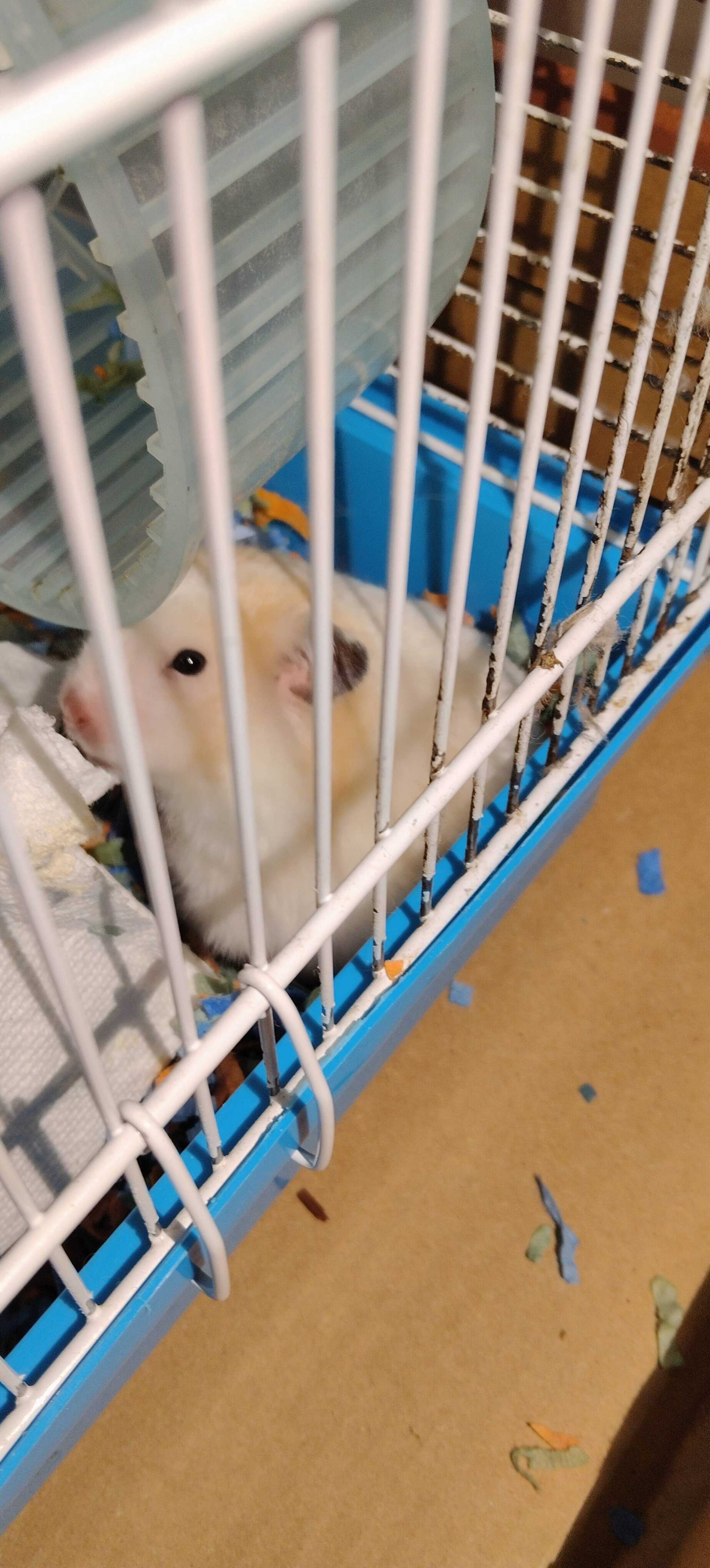  洗脚盆 小仓鼠10加币 - 2