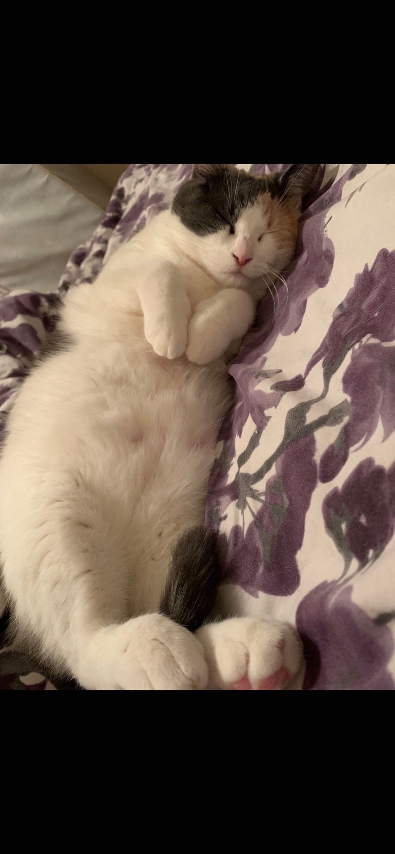 给猫找家for free