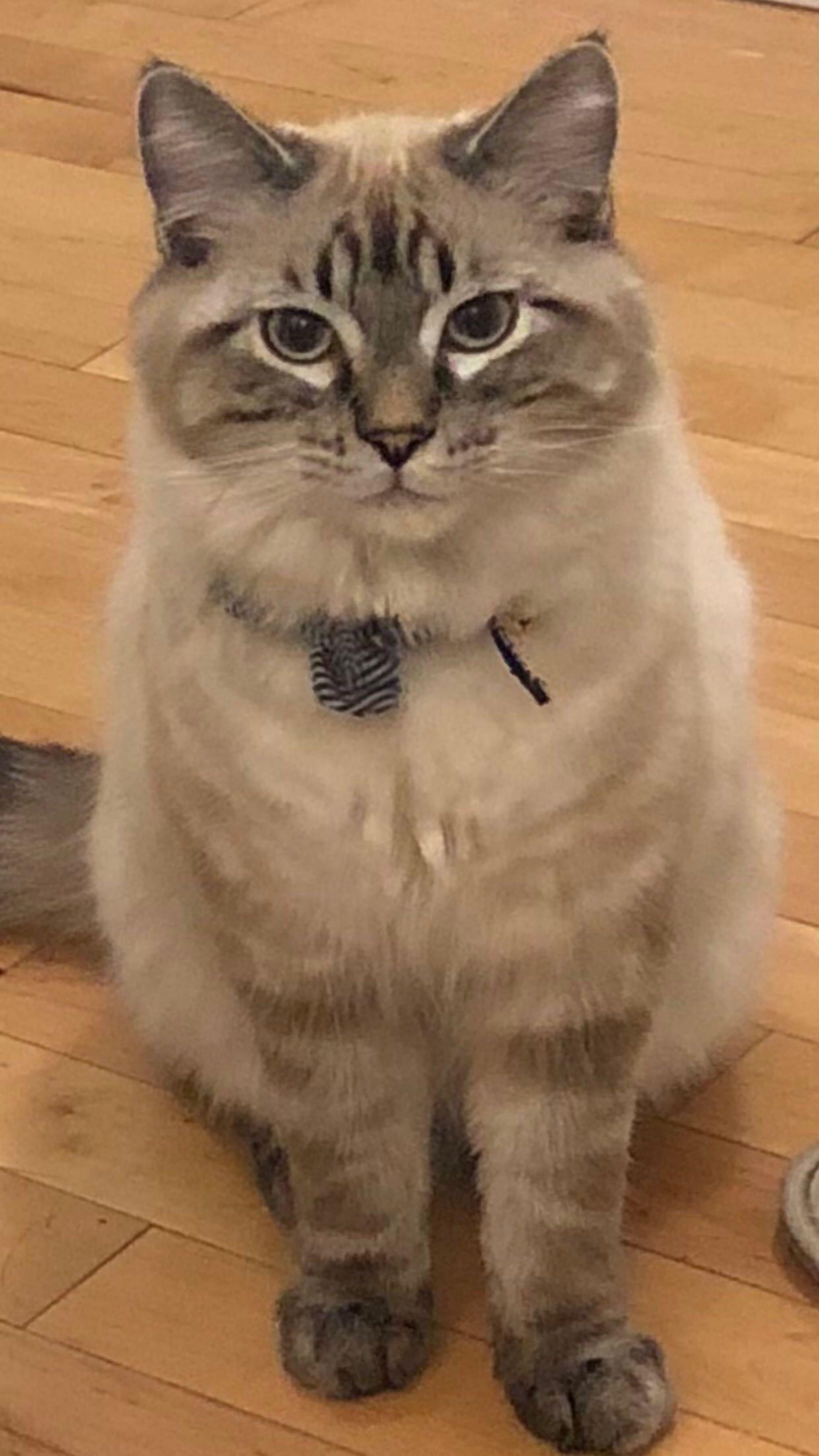 急求整租house，9月入住