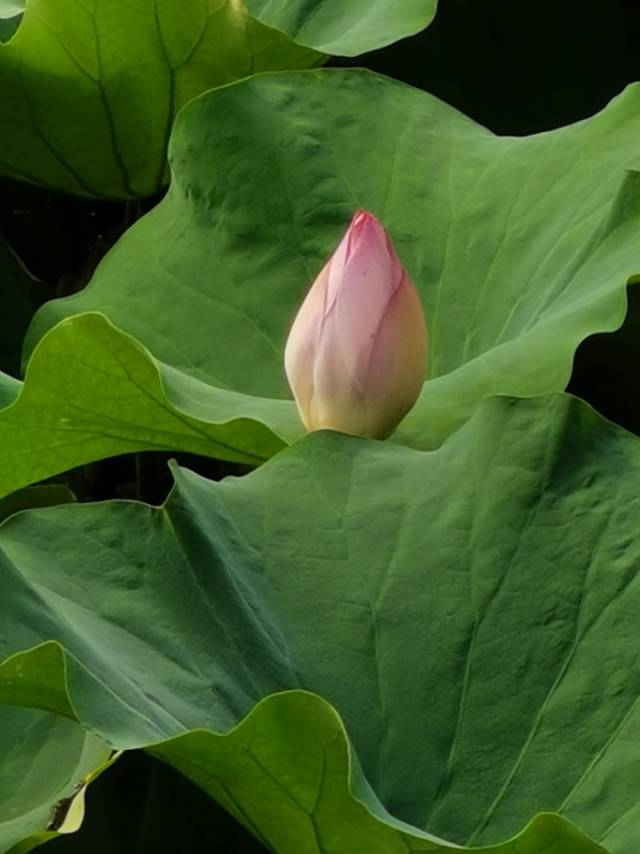 求租单间带卫生间和停车位