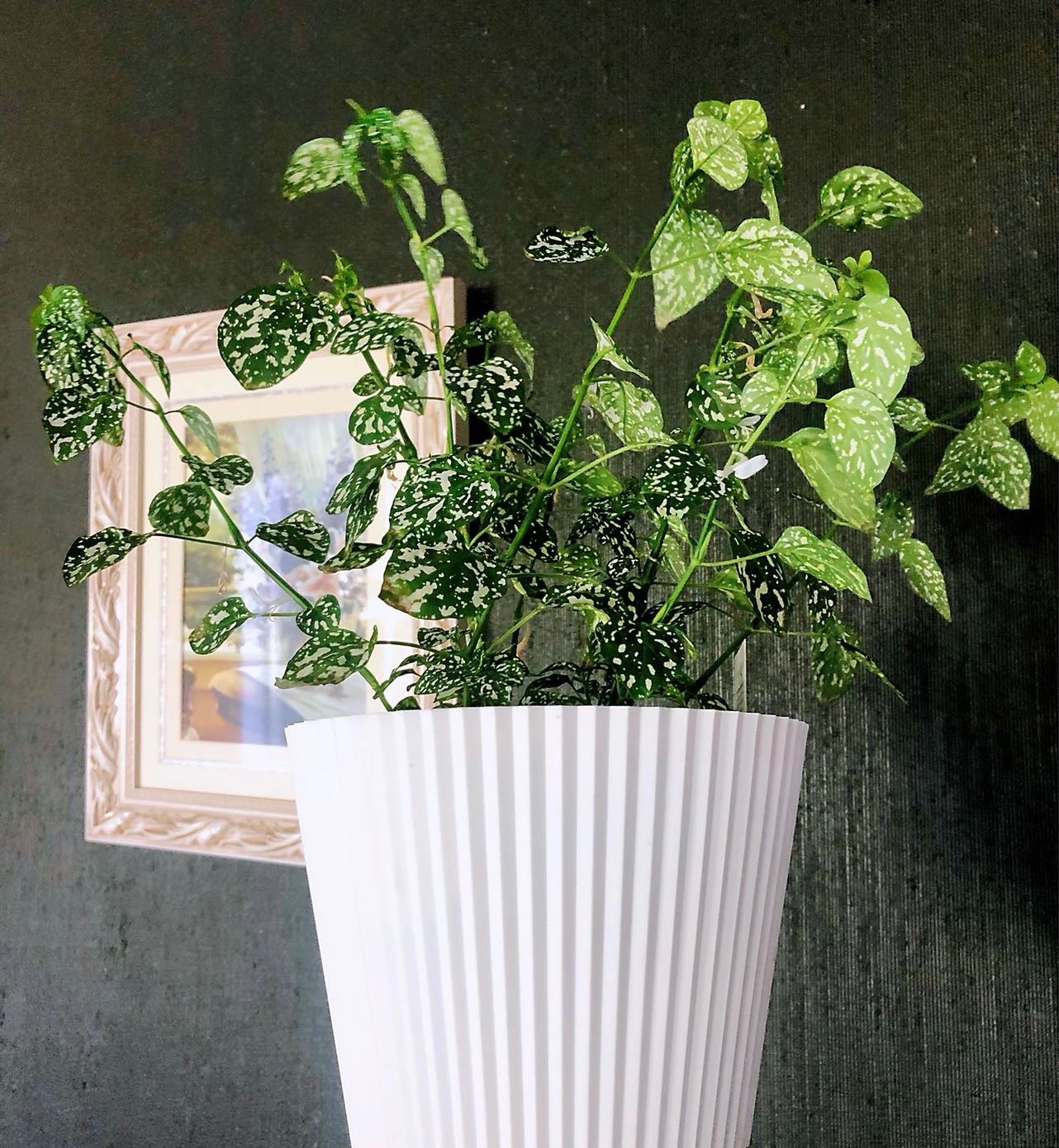 Polka-dot Plant，$7