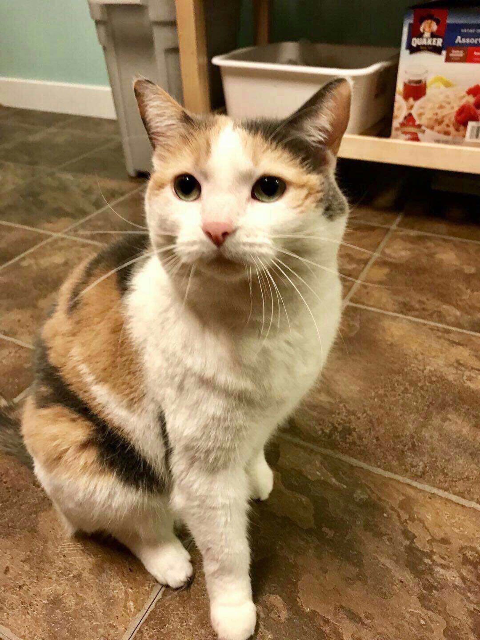 求租房间或者一室一卫