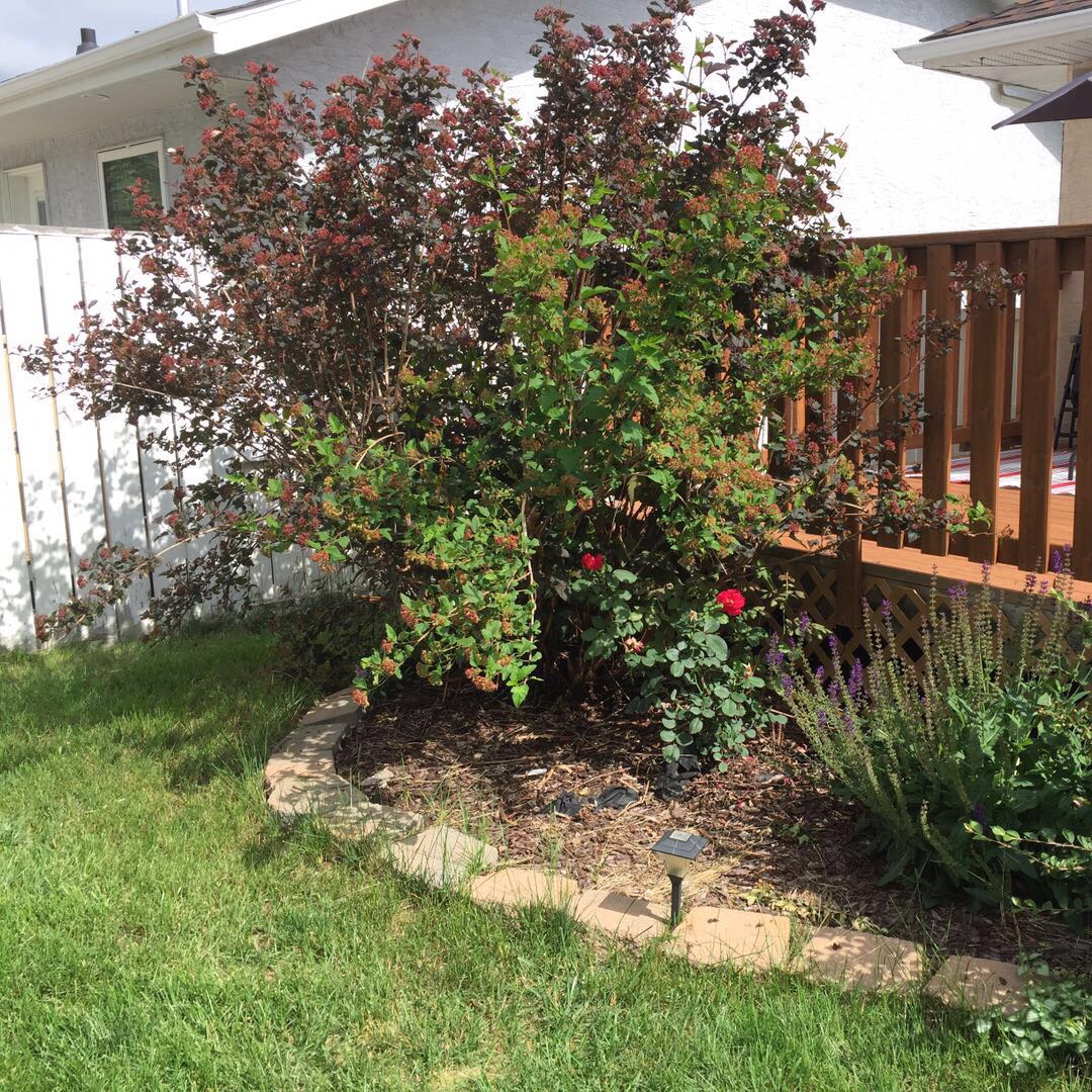 适合新移民的家庭旅馆及homestay的高尚社区 - 9