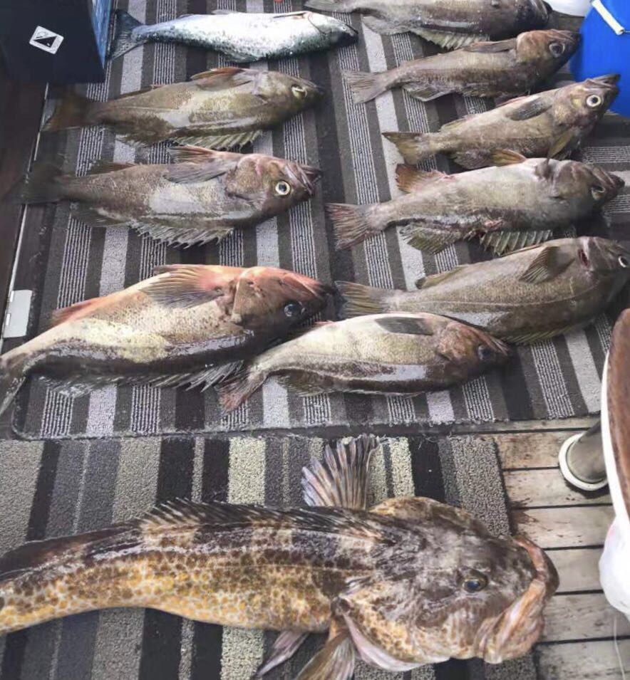 本年度渔季即将结束！谢谢朋友们的支持，精彩照片和视频分享给大家。最后一个周六，28日还有一次出海活动！朋友们请把握最后的机会？