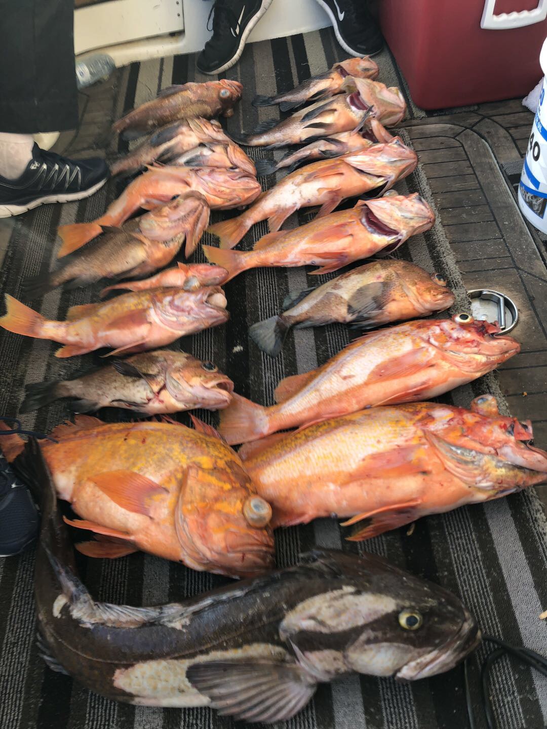 本年度渔季即将结束！谢谢朋友们的支持，精彩照片和视频分享给大家。最后一个周六，28日还有一次出海活动！朋友们请把握最后的机会？