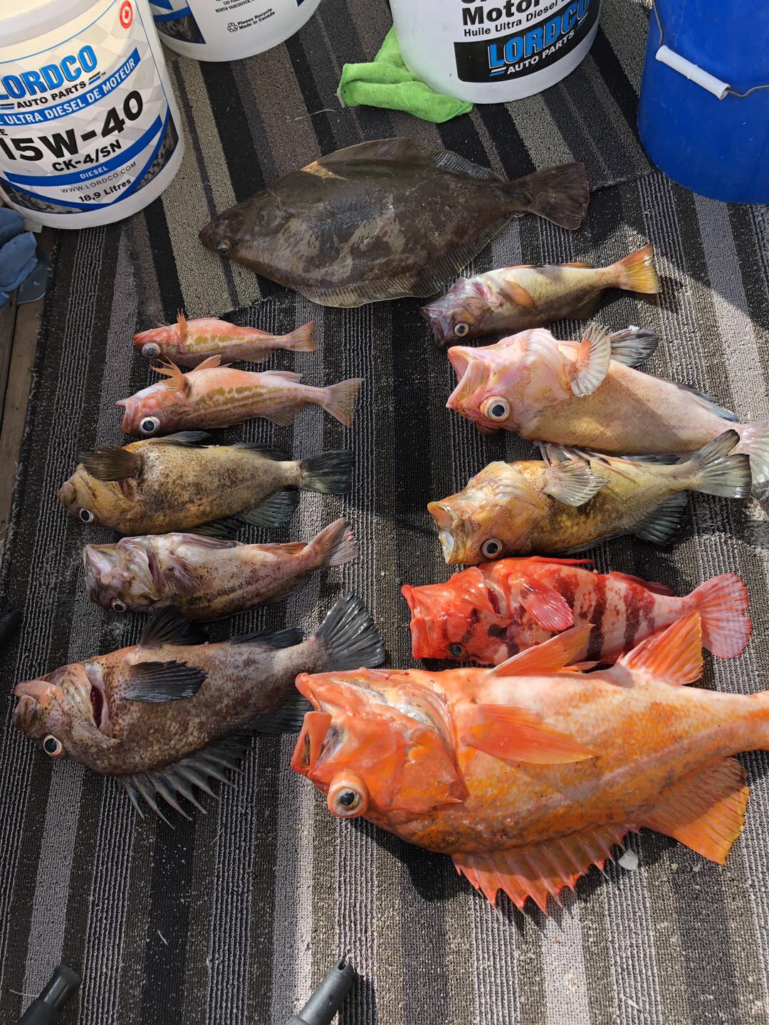 本年度渔季即将结束！谢谢朋友们的支持，精彩照片和视频分享给大家。最后一个周六，28日还有一次出海活动！朋友们请把握最后的机会？