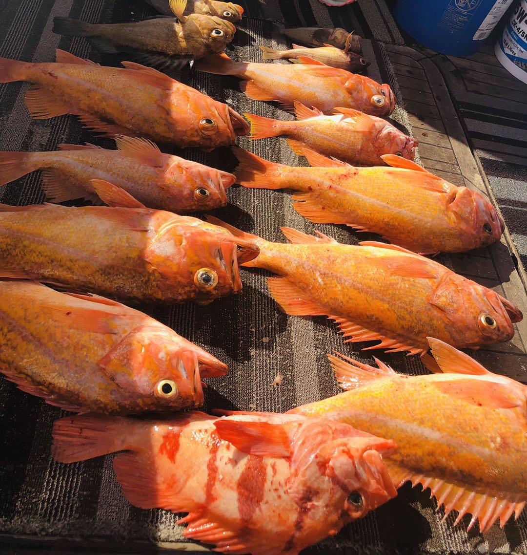 本年度渔季即将结束！谢谢朋友们的支持，精彩照片和视频分享给大家。最后一个周六，28日还有一次出海活动！朋友们请把握最后的机会？