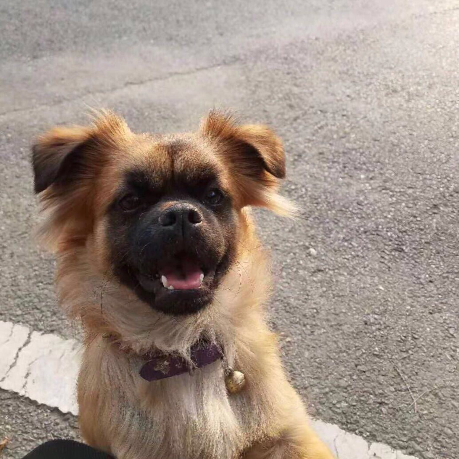 里贾纳大学附近求租