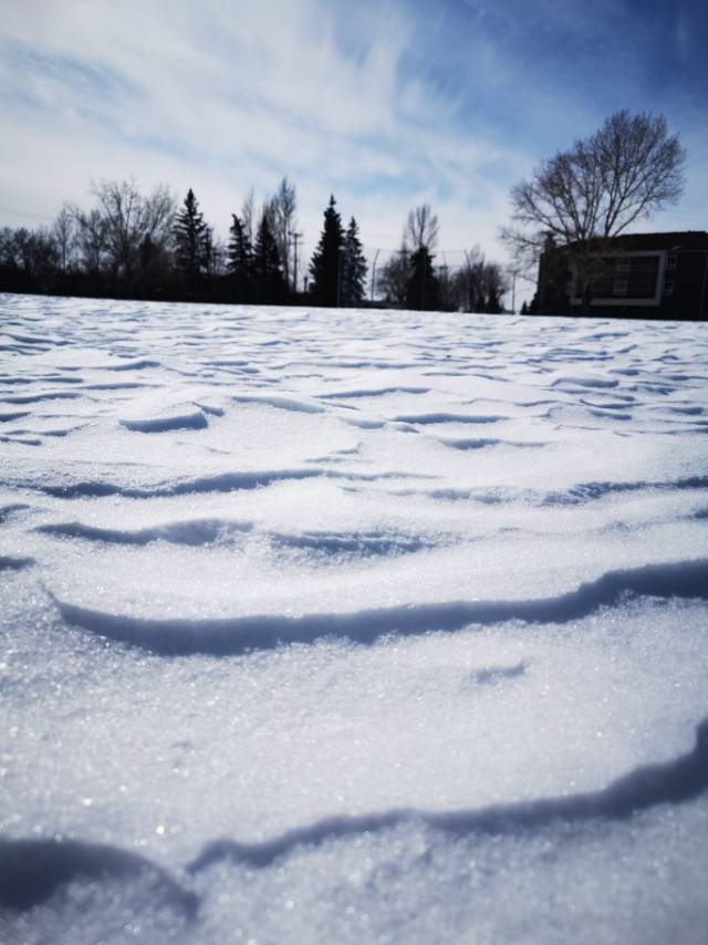 求租，租Forest Grove/University Heights/Erindale/Arbor Creek/WillowGrove区域