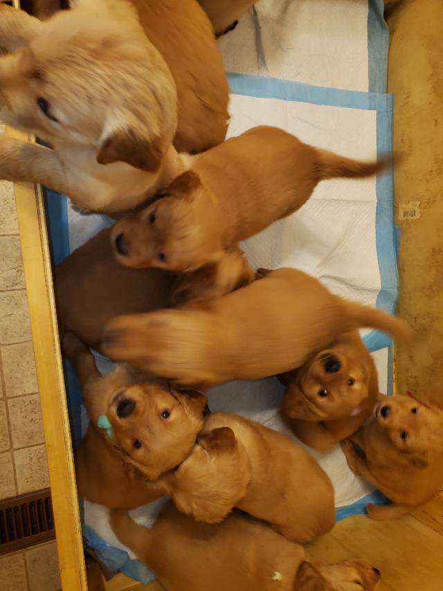Golden retirever puppies $1180
