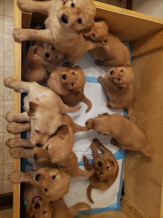 Golden retirever puppies $1180 - 2
