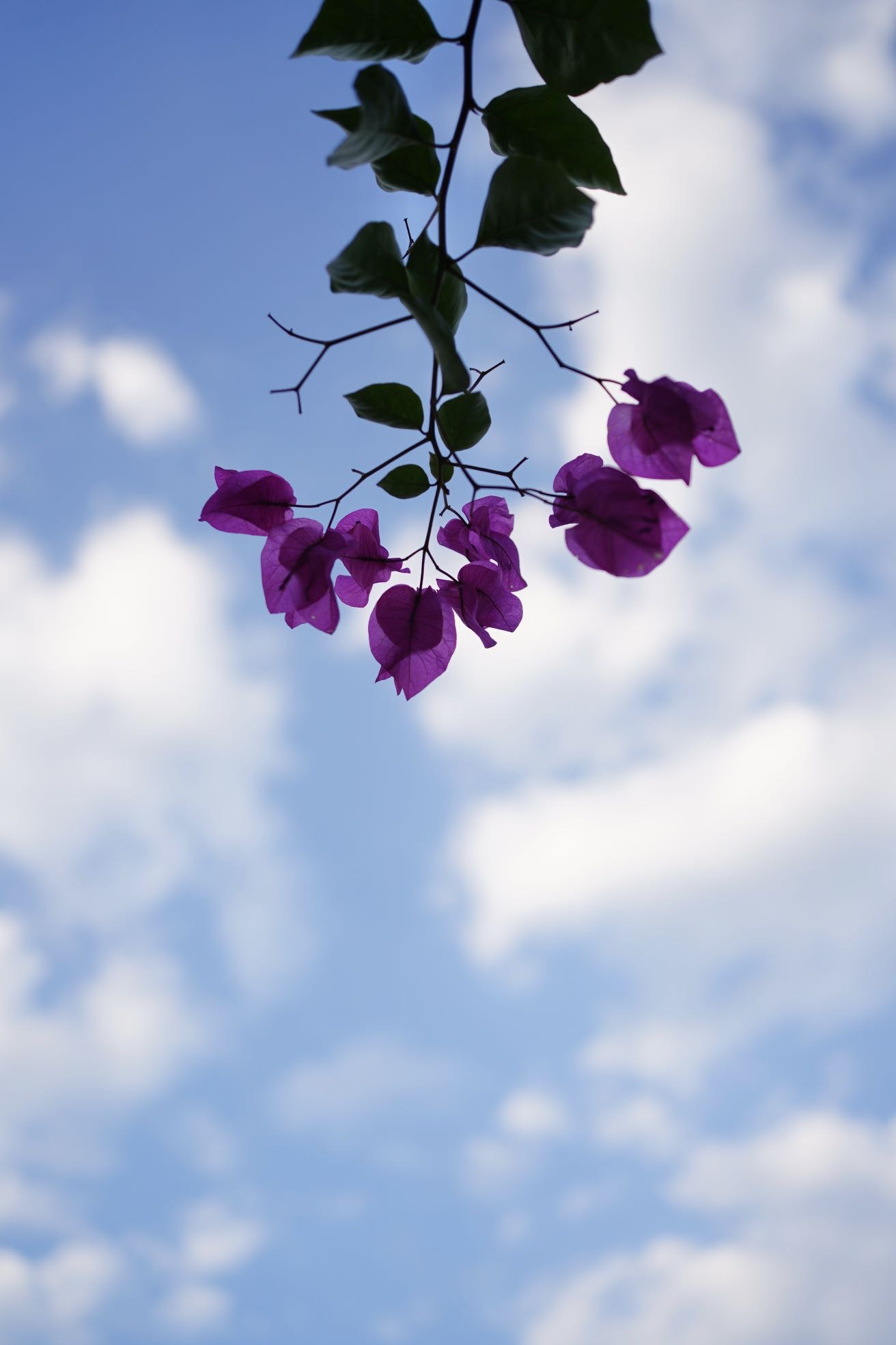 求租Willowgrove房间一家三口住