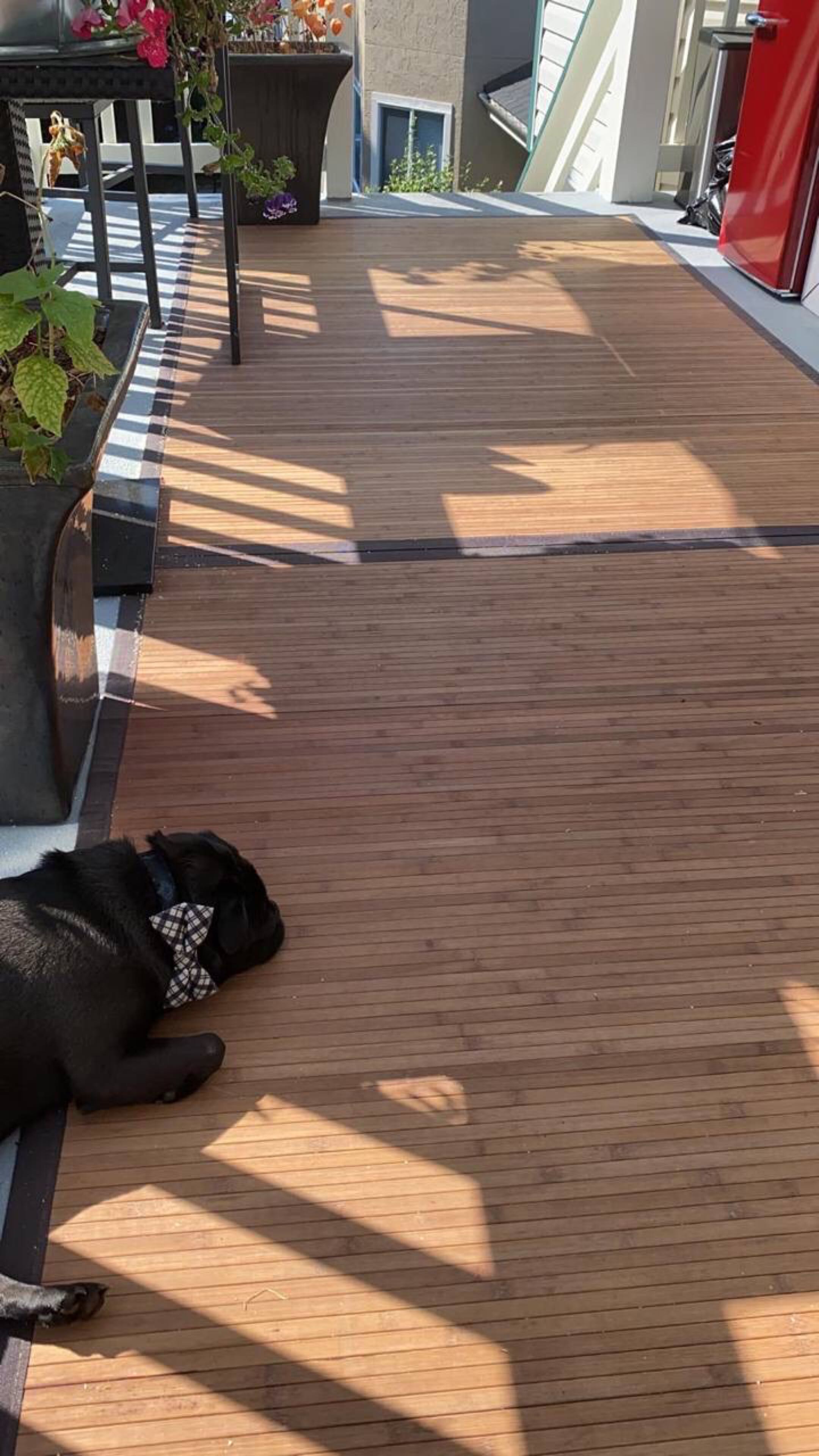 宠物猫免费赠送 - 2