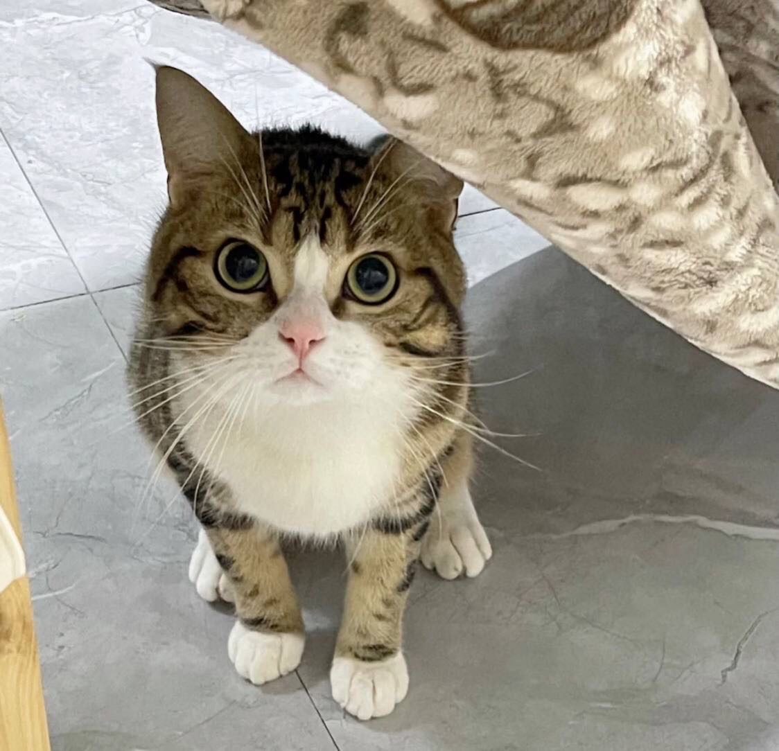 寻找有缘人送猫咪