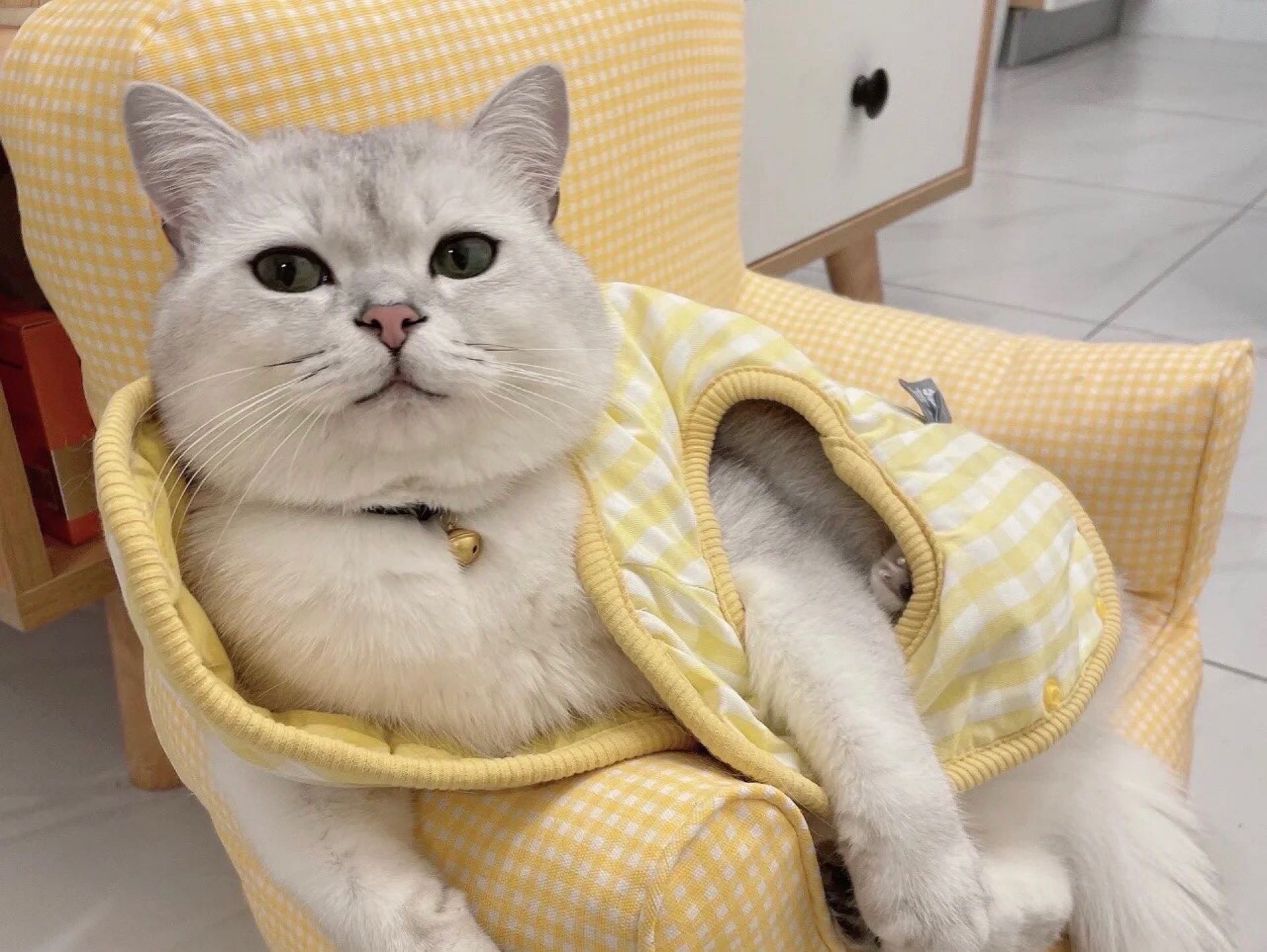 寻找爱心人士收养猫咪