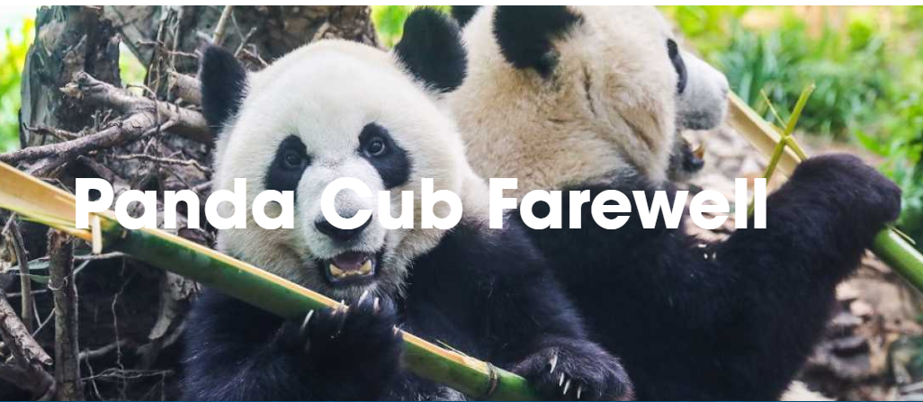 10月4-6日与熊猫宝宝告别会