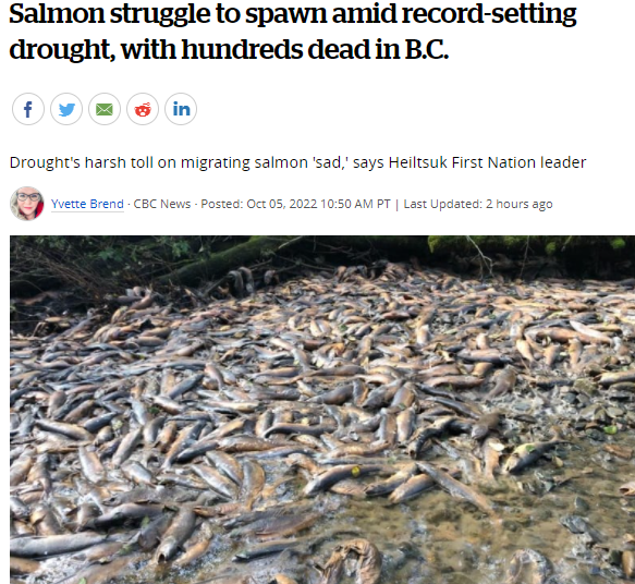 鲑鱼在创纪录的干旱中挣扎产卵，BC省发生了大规模鲑鱼死亡！