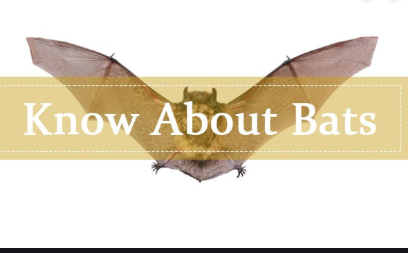 10月12&19日兽医学院教授带你去公共图书馆探索蝙蝠之旅