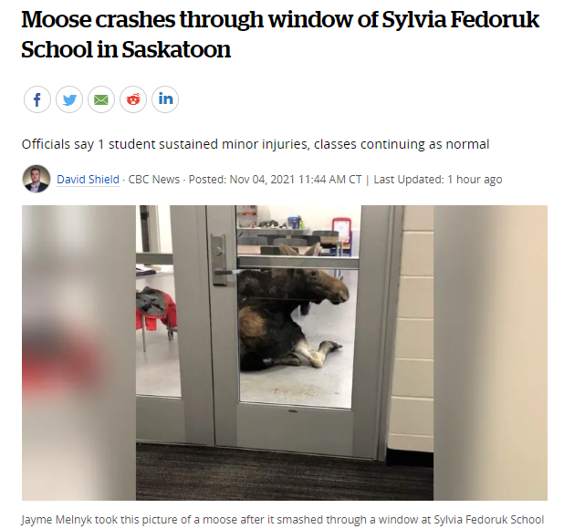 今早一头Moose驼鹿撞破窗户闯进萨斯卡通Sylvia Fedoruk小学！