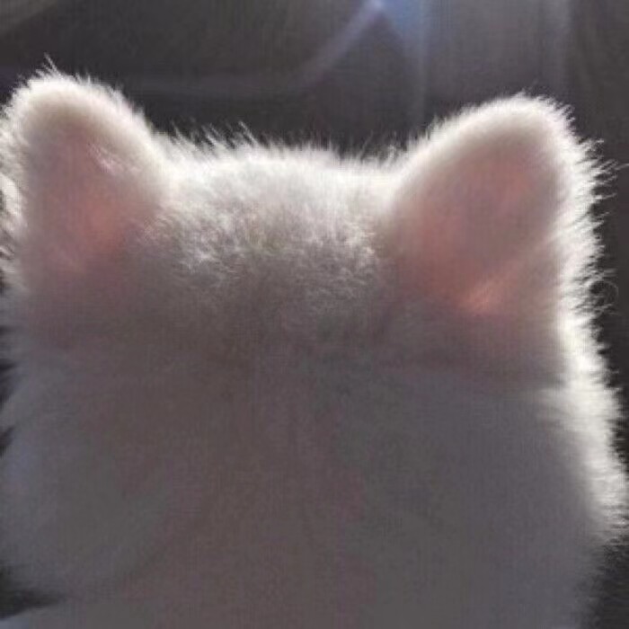 求领养打完疫苗的猫猫